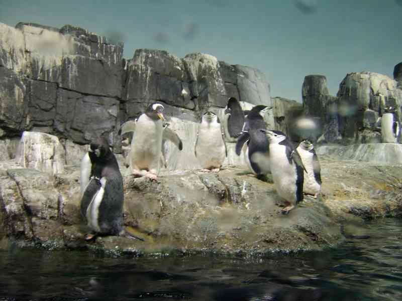 central park zoo penguins. Penguins at Central Park Zoo